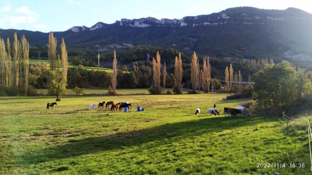 Vacas y caballos